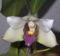 Orchideen Allgemein 004