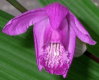 Orchideen Allgemein 005