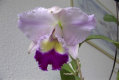 Orchideen Allgemein 006