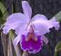 Orchideen Allgemein 007