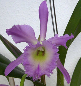 Orchideen Allgemein