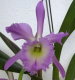 Orchideen Allgemein 008