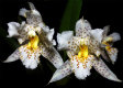 Orchideen Allgemein 009