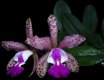 Orchideen Allgemein 010