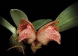 Orchideen bulbophyllum 0001