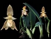 Orchideen bulbophyllum 0002