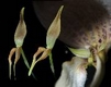 Orchideen bulbophyllum 0004