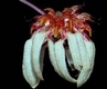 Orchideen bulbophyllum 0007
