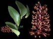Orchideen bulbophyllum 0009
