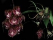 Orchideen bulbophyllum 0012