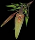 Orchideen bulbophyllum 0013