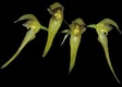 Orchideen bulbophyllum 0014