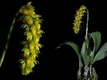 Orchideen bulbophyllum 0015