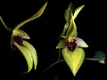 Orchideen bulbophyllum 0017