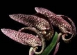 Orchideen bulbophyllum 0018