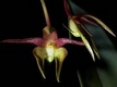 Orchideen bulbophyllum 0020