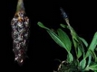 Orchideen bulbophyllum 0021