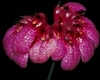 Orchideen bulbophyllum 0022
