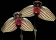 Orchideen bulbophyllum 0023