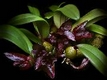Orchideen bulbophyllum 0024