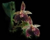 Orchideen bulbophyllum 0031