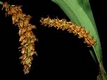 Orchideen bulbophyllum 0034