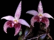 Orchideen bulbophyllum 0035