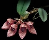 Orchideen bulbophyllum 0039