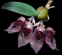 Orchideen bulbophyllum 0040