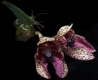 Orchideen bulbophyllum 0041