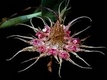 Orchideen bulbophyllum 0043