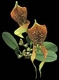 Orchideen bulbophyllum 0044
