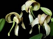 Orchideen bulbophyllum 0045