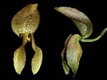 Orchideen bulbophyllum 0046