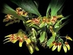 Orchideen bulbophyllum 0047