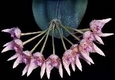 Orchideen bulbophyllum 0048