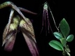 Orchideen bulbophyllum 0051