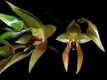Orchideen bulbophyllum 0053