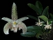 Orchideen bulbophyllum 0058