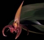 Orchideen bulbophyllum 0059
