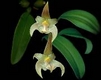 Orchideen bulbophyllum 0060