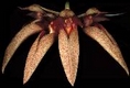Orchideen bulbophyllum 0064
