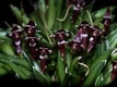 Orchideen bulbophyllum 0066
