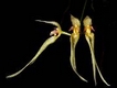 Orchideen bulbophyllum 0067