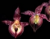 Orchideen bulbophyllum 0068
