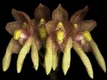 Orchideen bulbophyllum 0070