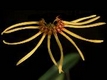Orchideen bulbophyllum 0071
