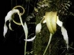 Orchideen bulbophyllum 0077