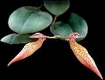 Orchideen bulbophyllum 0078