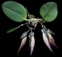 Orchideen bulbophyllum 0079